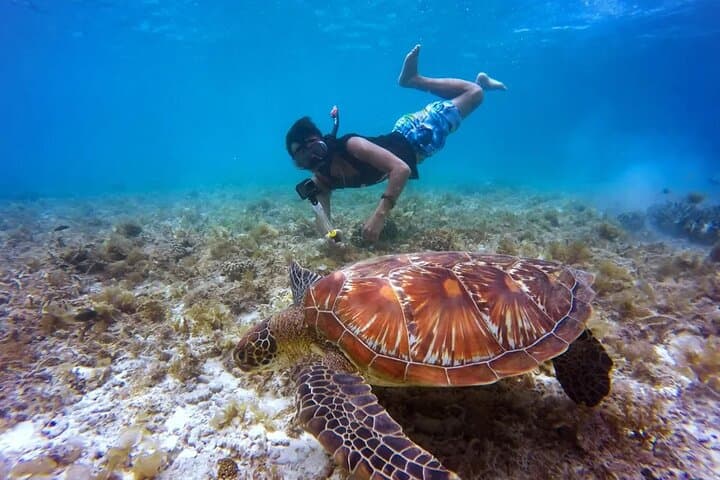 Snorkel Turtle Canyon: Waikiki Green Sea Turtle Adventure photo 4