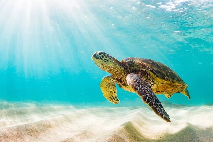 Snorkel Turtle Canyon: Waikiki Green Sea Turtle Adventure photo 6