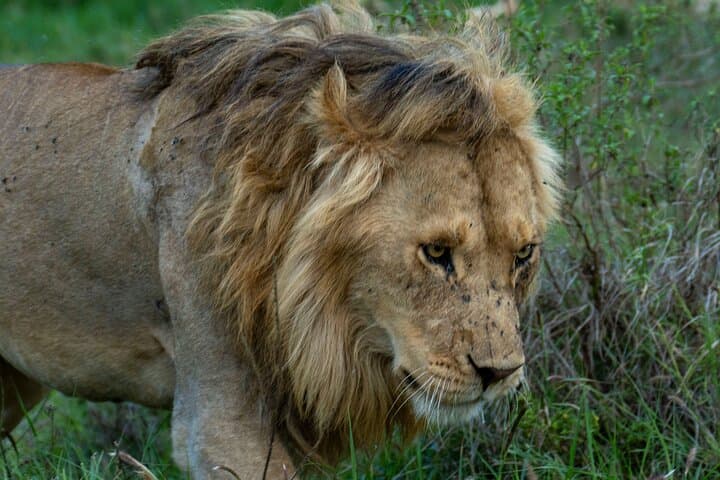 10-Day Wildlife, Culture & Great Migration Safari from Arusha