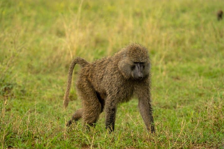 10-Day Wildlife, Culture & Great Migration Safari from Arusha photo 2