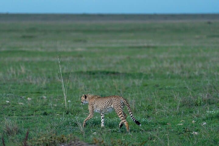 10-Day Wildlife, Culture & Great Migration Safari from Arusha photo 3