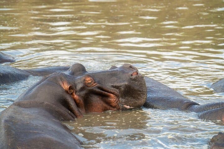 10-Day Wildlife, Culture & Great Migration Safari from Arusha photo 4