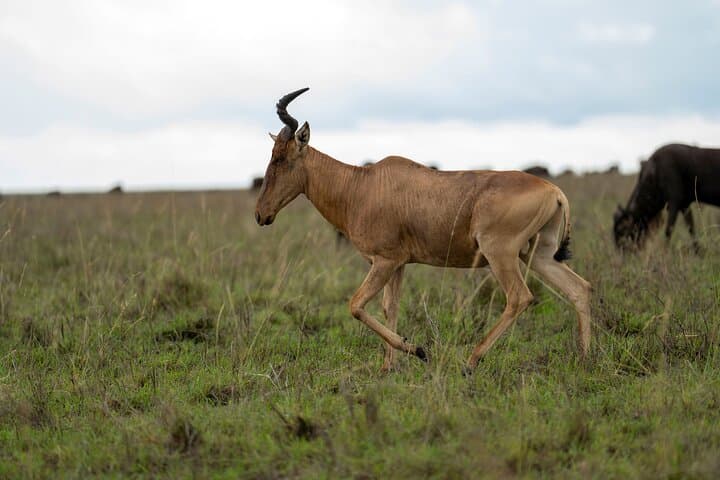 10-Day Wildlife, Culture & Great Migration Safari from Arusha photo 5