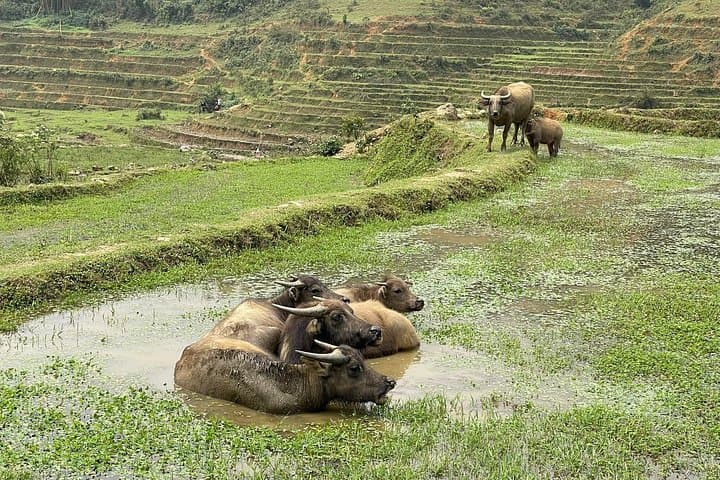 Half-Day Sapa Trek: Muong Hoa Valley, Lao Chai & Ta Van Villages photo 3