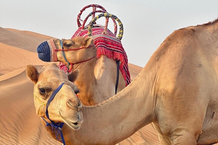 Dubai Desert Safari with BBQ Dinner: Dune Bashing, Camel Rides & Evening Camp photo 4