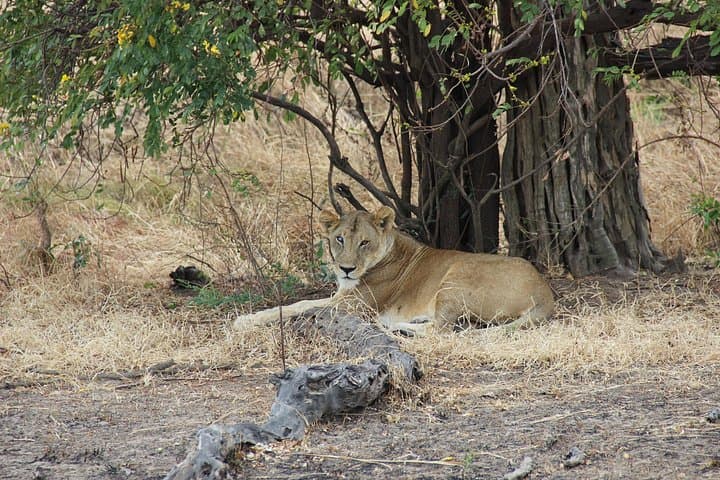 3-Day Mikumi Safari by Boat and Train from Zanzibar — Game Drives & Maasai Visit