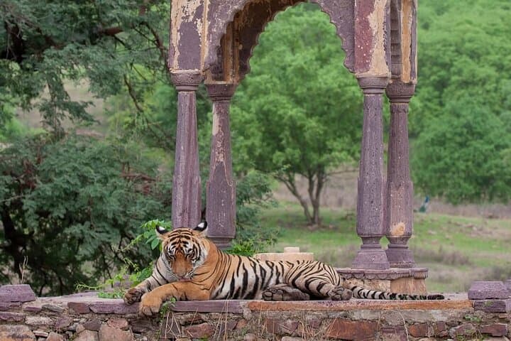 Private Ranthambore Jeep Safari — All-Inclusive Advance Permit photo 4