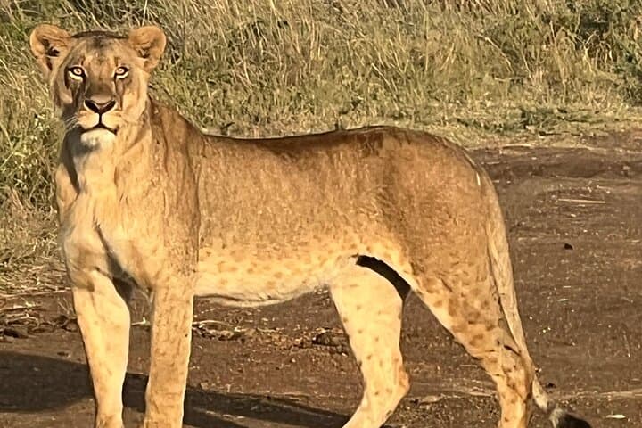 Nairobi National Park Day Safari: Giraffe Centre & Elephant Orphanage Tour photo 4