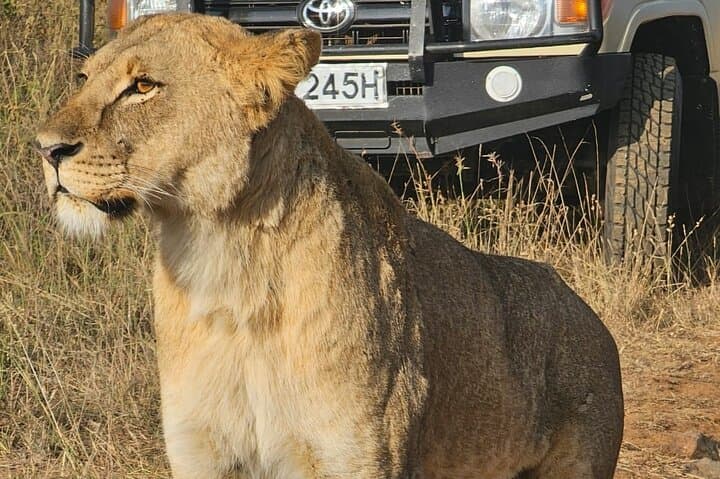 Nairobi National Park Day Safari: Giraffe Centre & Elephant Orphanage Tour photo 5