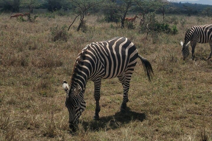 Nairobi National Park Day Safari: Giraffe Centre & Elephant Orphanage Tour photo 6