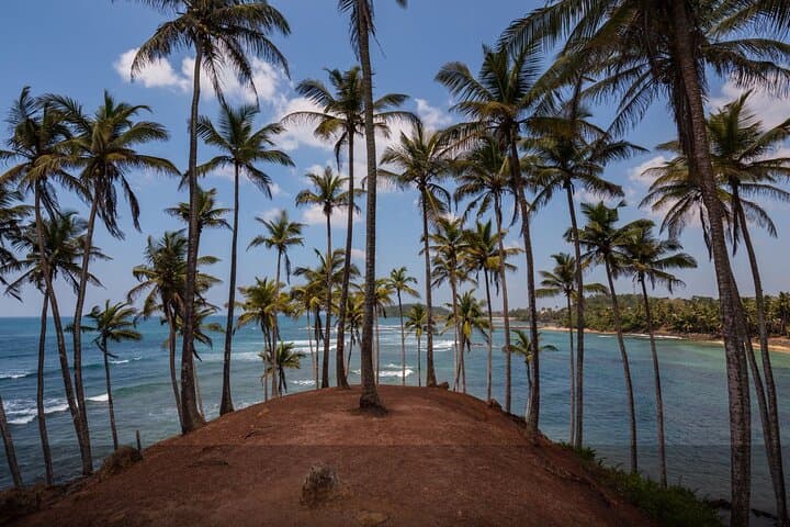 14-Day Private Sri Lanka All-Inclusive Island Tour From Airport: Culture, Hill Country & Safari photo 3
