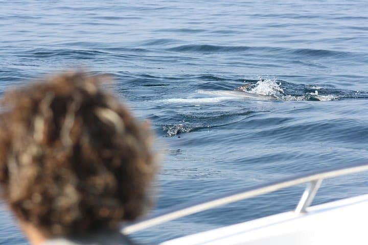 Science-to-Sea Eco Tour: Dolphin Watching & Marine Biology in Sesimbra photo 1