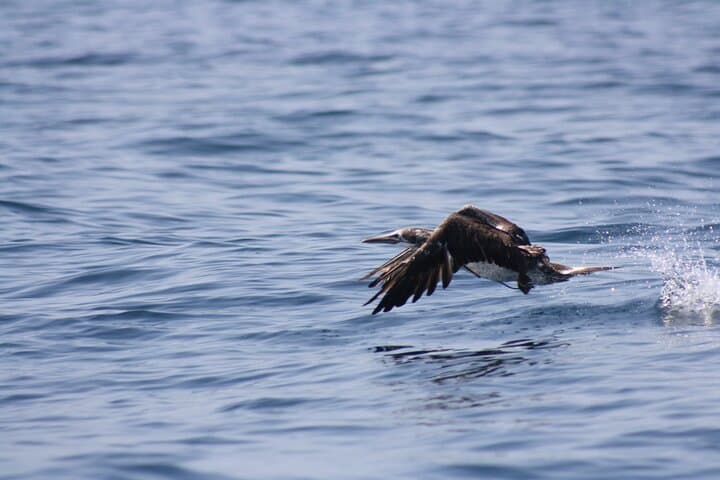 Science-to-Sea Eco Tour: Dolphin Watching & Marine Biology in Sesimbra photo 2