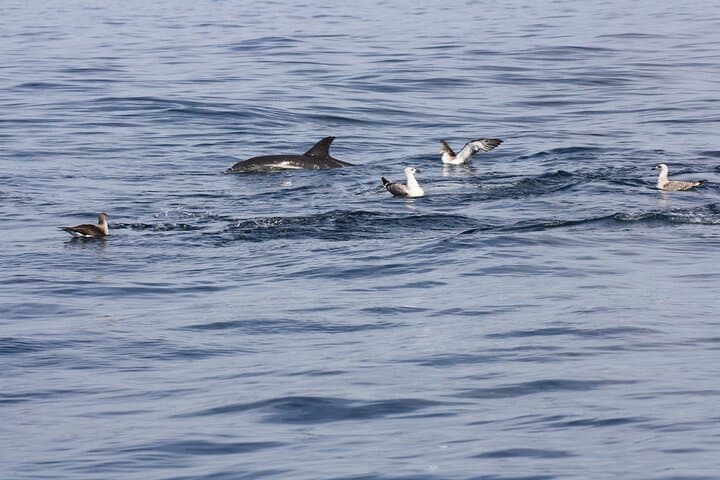 Science-to-Sea Eco Tour: Dolphin Watching & Marine Biology in Sesimbra photo 4