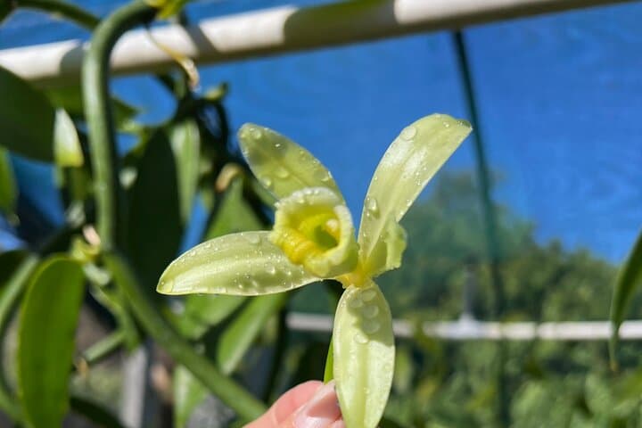 Maui Vanilla Farm Tour: Organic Vanilla Farm Visit and Tasting in Haliimaile