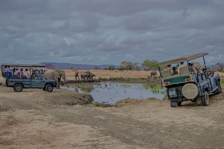 Fly-In Safari to Mikumi National Park: 1-Day Big-Game Adventure from Zanzibar