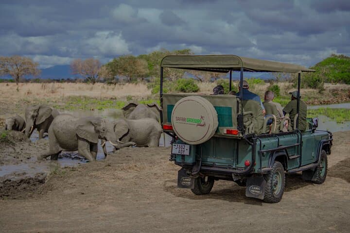 Mikumi Day Safari from Zanzibar: Mkata Floodplain Wildlife Flight-Return Experience