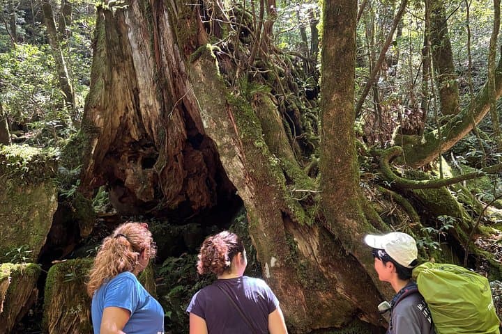 Shiratani Unsuikyo One-Day Moss-Forest Hike to Taiko Rock (Yakushima) photo 4