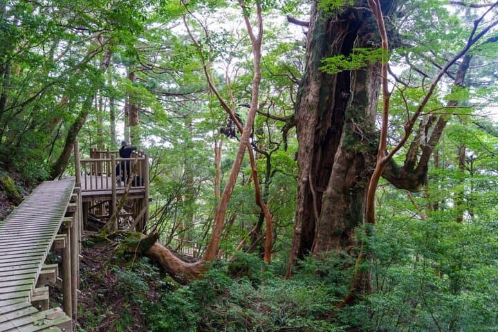 Jomon Cedar Adventure: Full-Day Hike to Yakushima's Ancient Trees photo 6