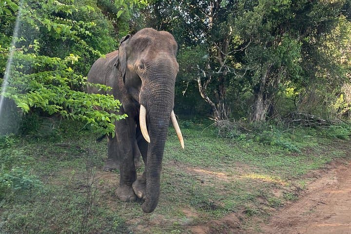 Yala National Park Private Safari From Mirissa — Early Morning Leopard and Elephant Drive photo 4