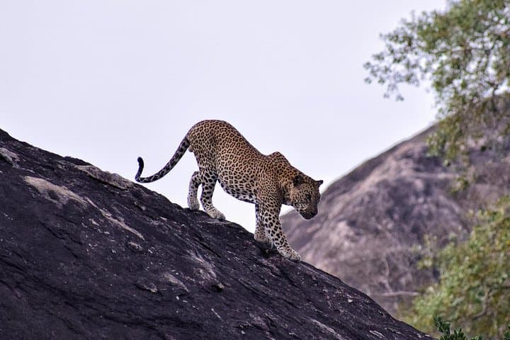 Yala National Park Private Safari From Mirissa — Early Morning Leopard and Elephant Drive photo 3