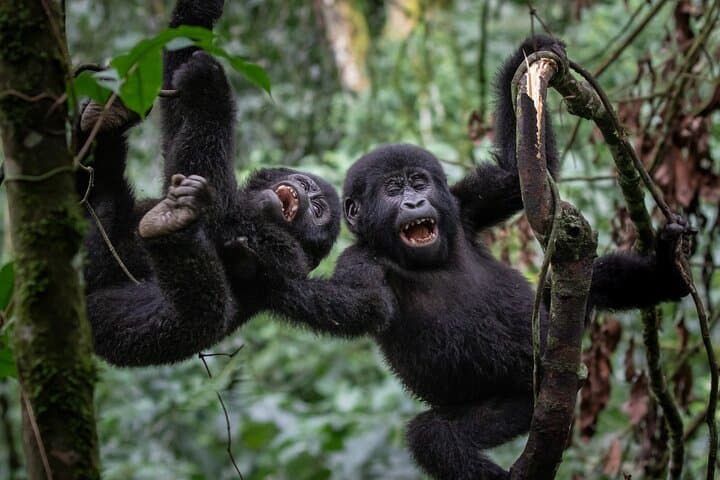 10-Day Uganda Safari: Gorillas, Chimps & Big Five Highlights