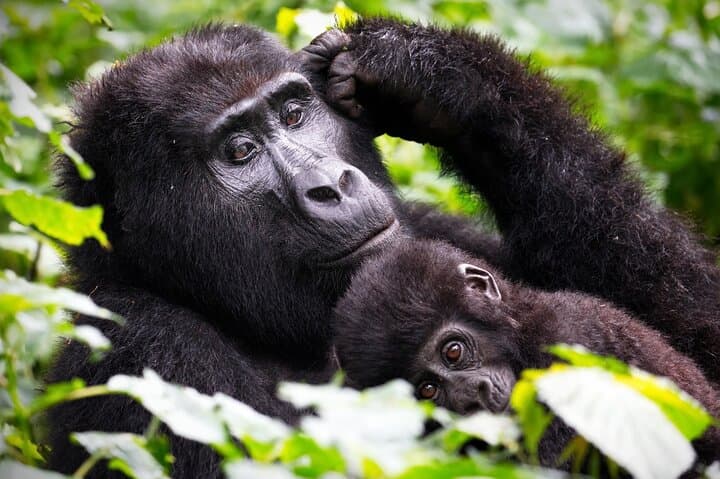 10-Day Uganda Safari: Gorillas, Chimps & Big Five Highlights photo 2