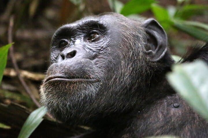 10-Day Uganda Safari: Gorillas, Chimps & Big Five Highlights photo 3