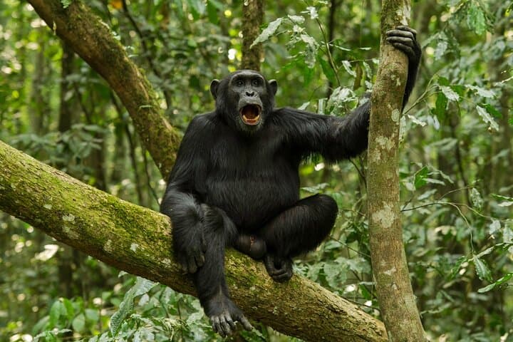 10-Day Uganda Safari: Gorillas, Chimps & Big Five Highlights photo 4