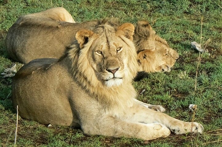 10-Day Uganda Safari: Gorillas, Chimps & Big Five Highlights photo 5