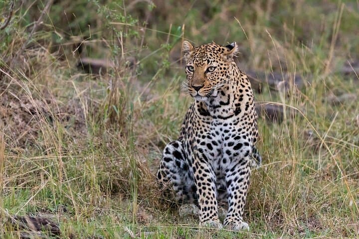 10-Day Uganda Safari: Gorillas, Chimps & Big Five Highlights photo 6