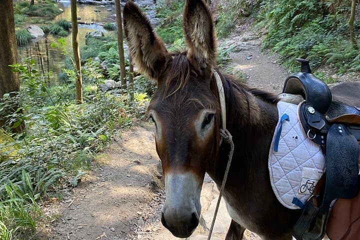 Donkey Walk to Serra d'Arga Waterfalls — 6‑Hour Self‑Guided Adventure from Viana do Castelo photo 5
