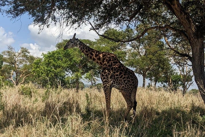 Mikumi Open-Jeep Safari: 3-Day Wildlife & Maasai Cultural Experience photo 2