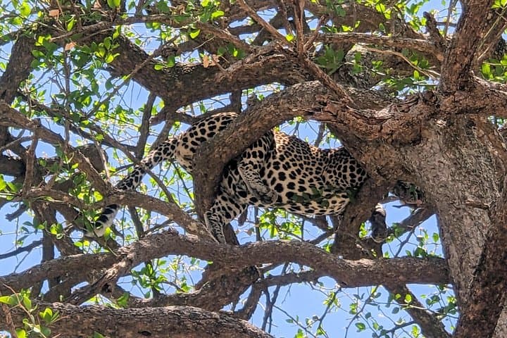 Mikumi Open-Jeep Safari: 3-Day Wildlife & Maasai Cultural Experience photo 3