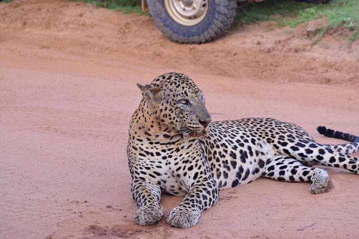 Yala National Park Private Safari: Leopards, Elephants & Coastal Wilderness From Hikkaduwa photo 1