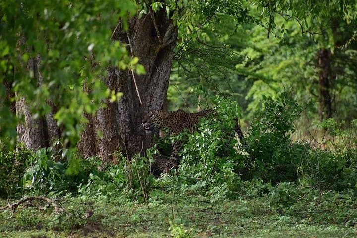 Yala National Park Private Safari: Leopards, Elephants & Coastal Wilderness From Hikkaduwa photo 3