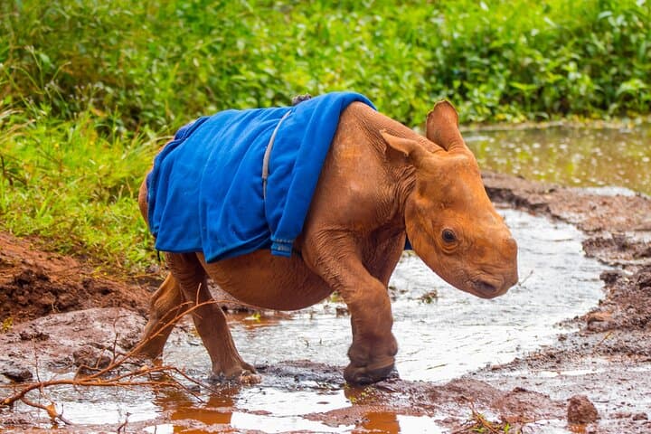 Nairobi Elephant Orphanage & Giraffe Centre Private Tour — Up-Close Wildlife Encounters photo 5