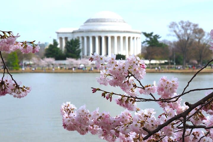 DC Cherry Blossoms Tour: Tidal Basin Walk, Top Monuments & Potomac Boat Cruise photo 2