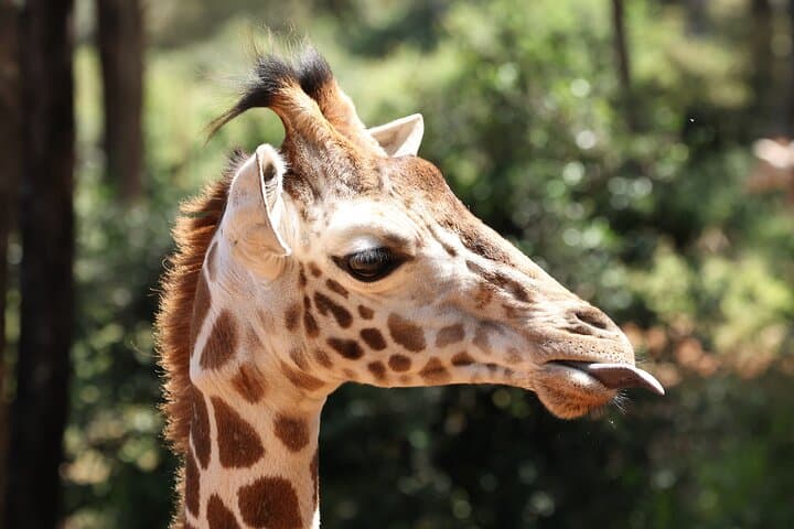 Nairobi Elephant Orphanage & Giraffe Centre Private Tour — Up-Close Wildlife Encounters photo 6