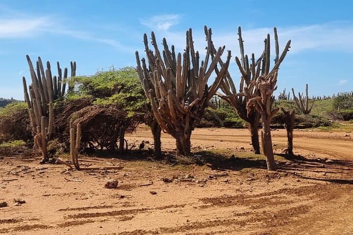ATV the West: Explore Curaçao’s Banda Abou Beaches, Blowholes & Coastal Trails photo 6