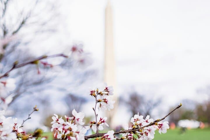 DC Cherry Blossoms Tour: Tidal Basin Walk, Top Monuments & Potomac Boat Cruise photo 3
