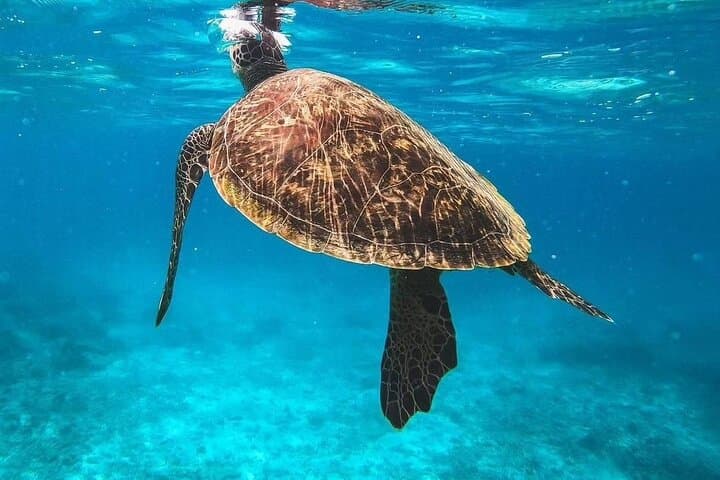Dimaniyat Islands Snorkeling: A Private Day Trip from Muscat photo 4