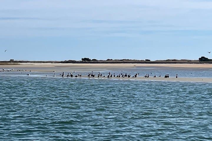 Wrightsville BirdWatching Cruise — Masonboro Island Shorebird Safari photo 3