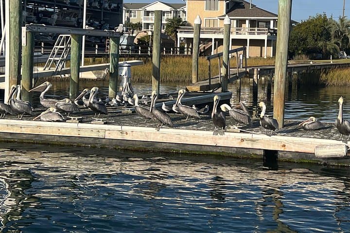 Wrightsville BirdWatching Cruise — Masonboro Island Shorebird Safari photo 4