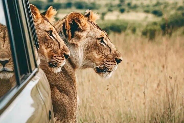 Aquila Game Reserve Safari and Fairview Wine Tasting — Cape Town Day Trip photo 3
