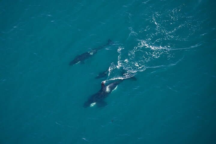Kaikoura Helicopter Top-n-Tail Whale Watch — Alpine Landing & Coastal Flight