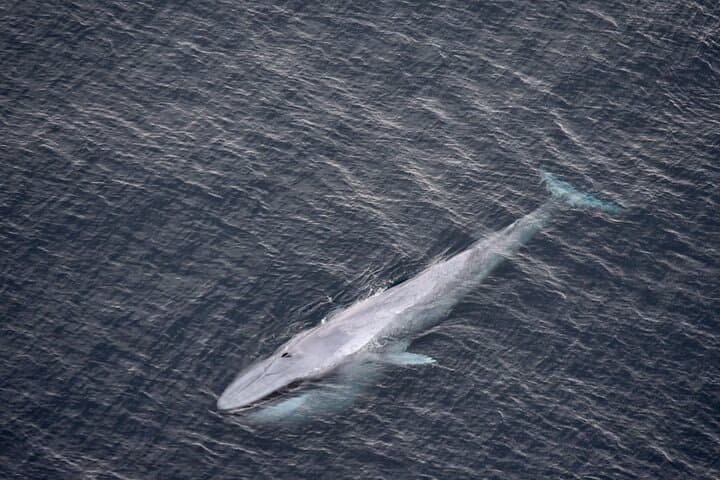 Kaikoura Helicopter Top-n-Tail Whale Watch — Alpine Landing & Coastal Flight photo 6