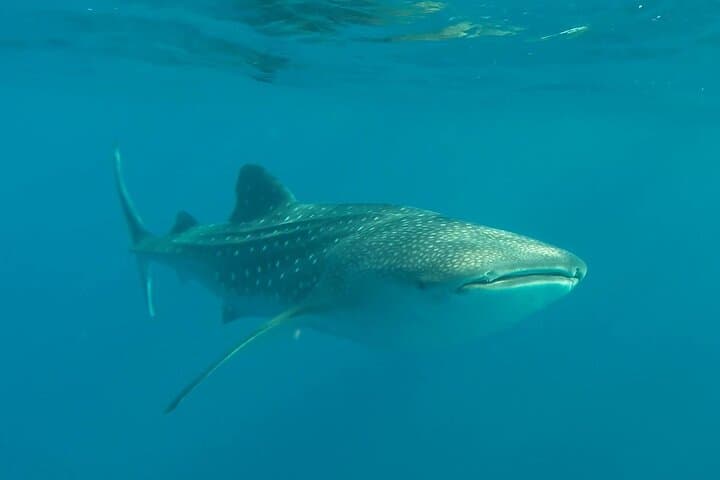 Swim with Whale Sharks in La Paz: Responsible Guided Snorkel Trip