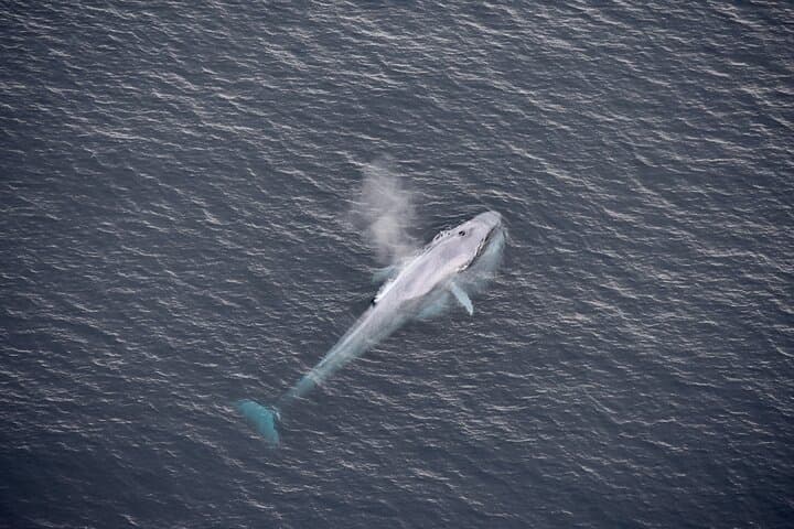 Kaikoura Helicopters Extended Whale Watch - Sperm Whales & Coastal Heliflight photo 2