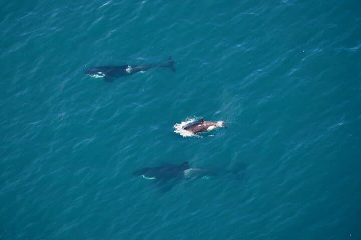 Kaikoura Helicopters Extended Whale Watch - Sperm Whales & Coastal Heliflight photo 6